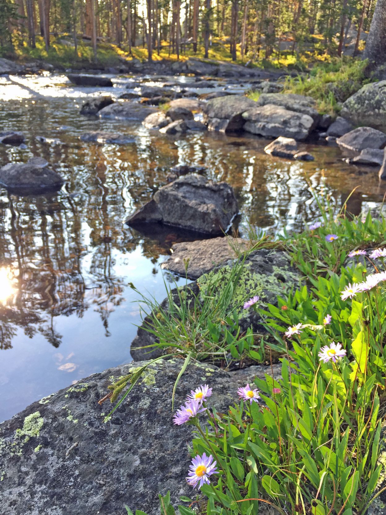 Blue alpine asters